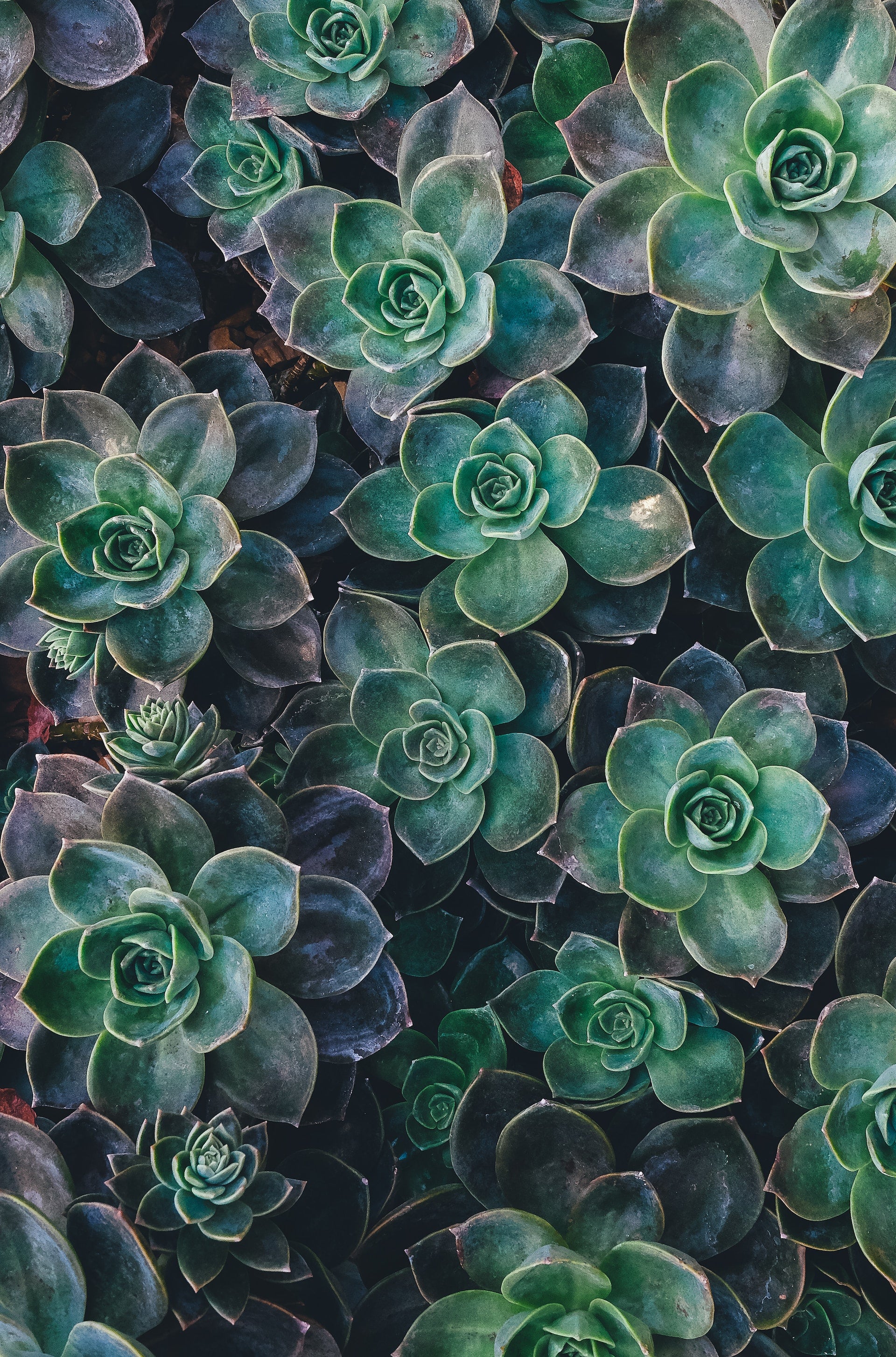 Front yard plant beds