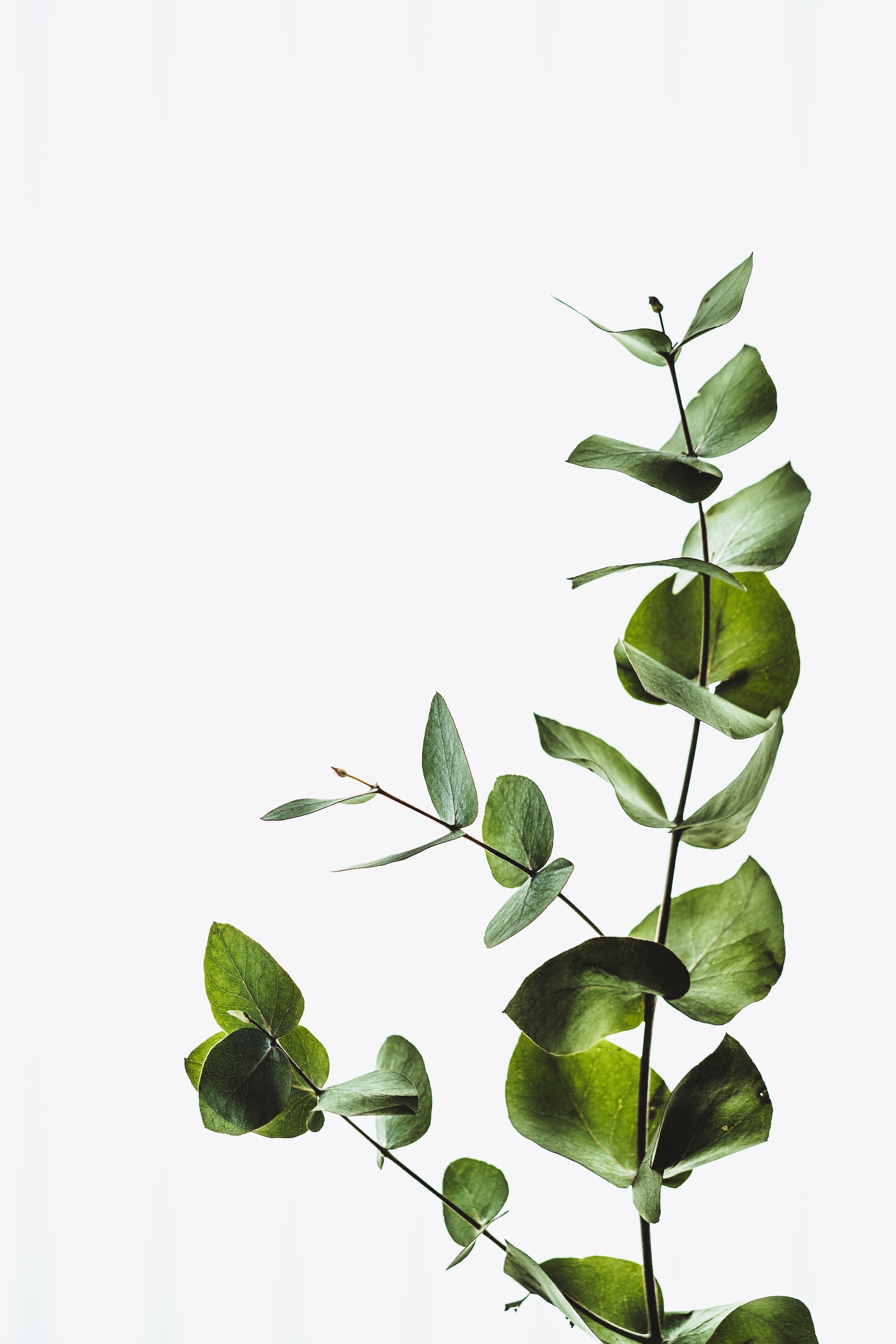 Pruning