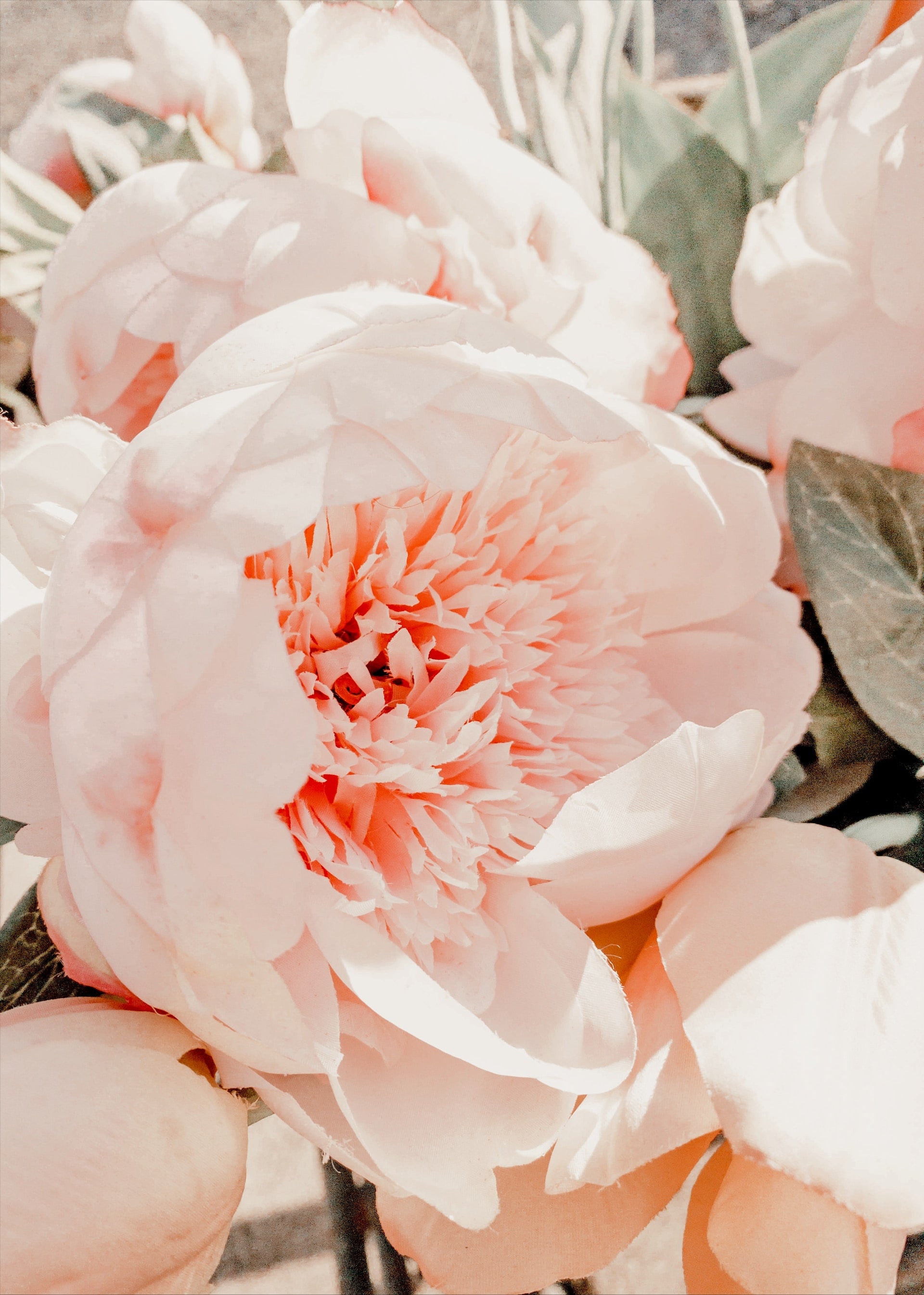 Spring Flowers