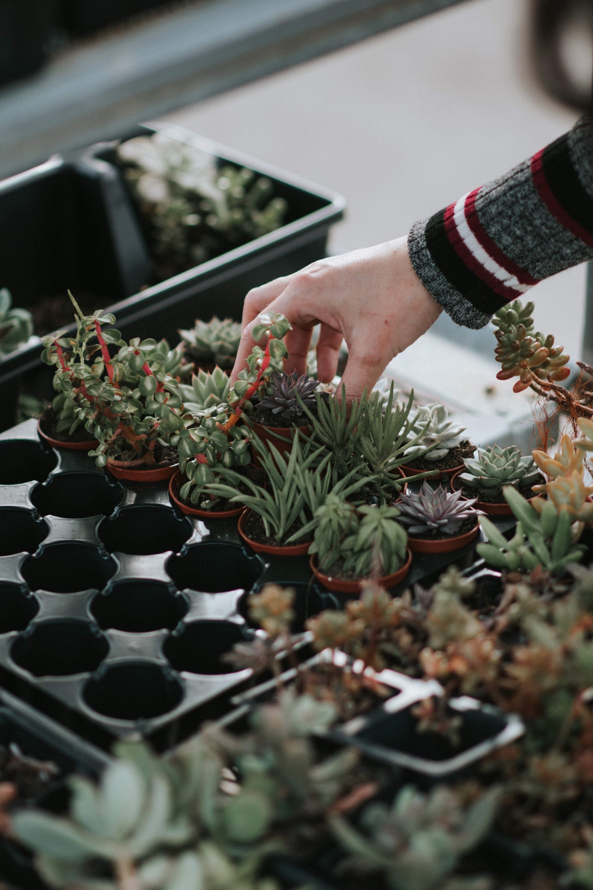 Getting started with plants