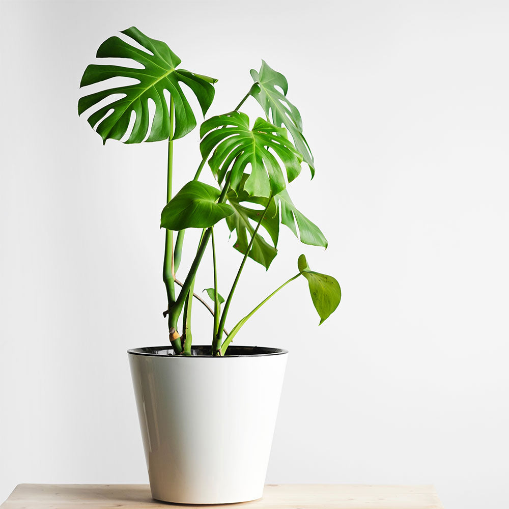 Monstera