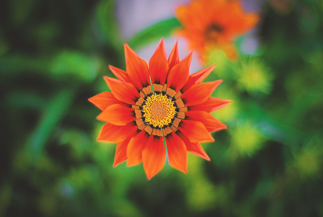 What's your favourite flower?