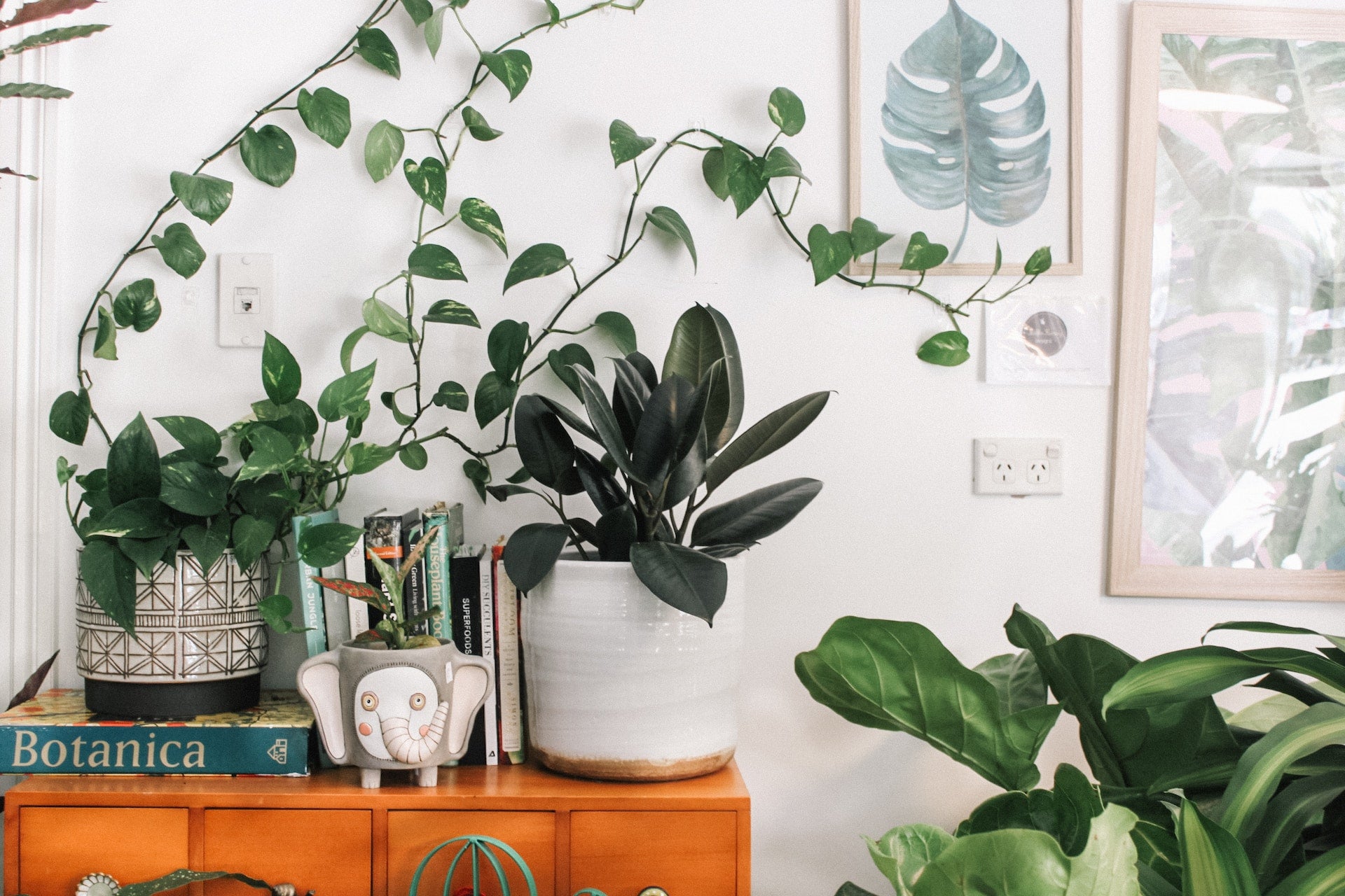 How to choose house plants