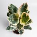 Ficus Tineke