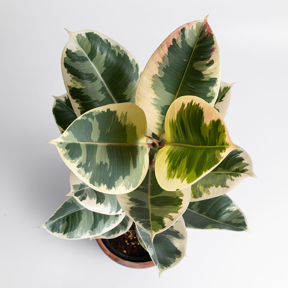 Ficus Tineke