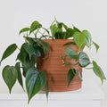 Heartleaf Philodendron