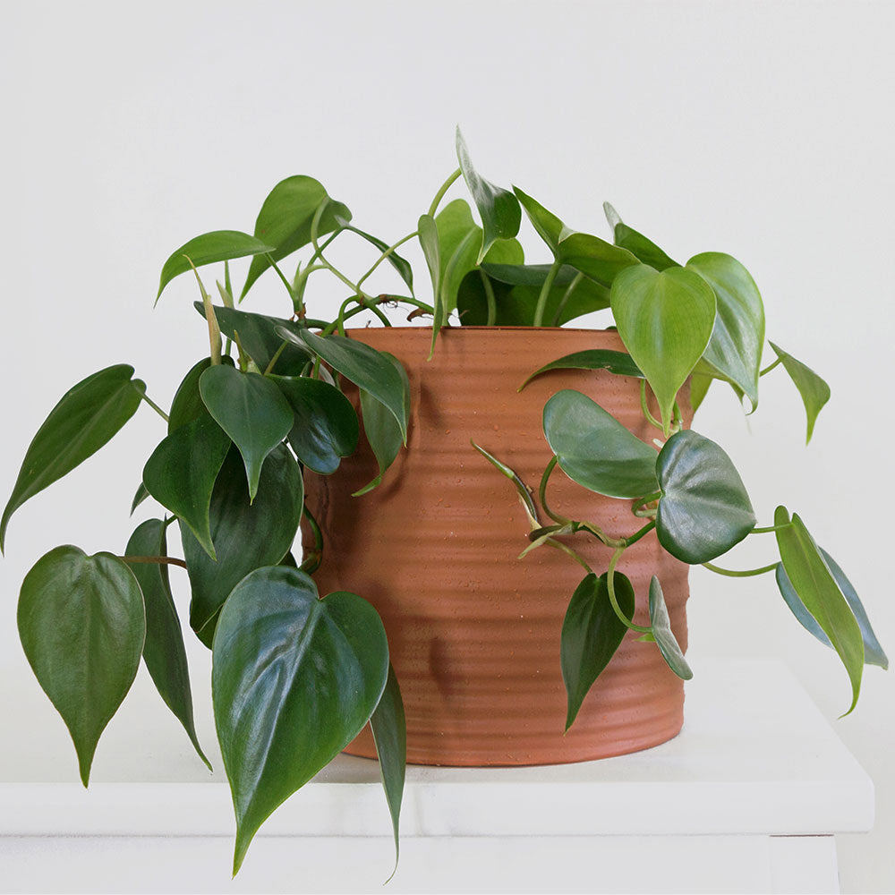 Heartleaf Philodendron