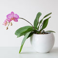 Purple Tiger Orchid