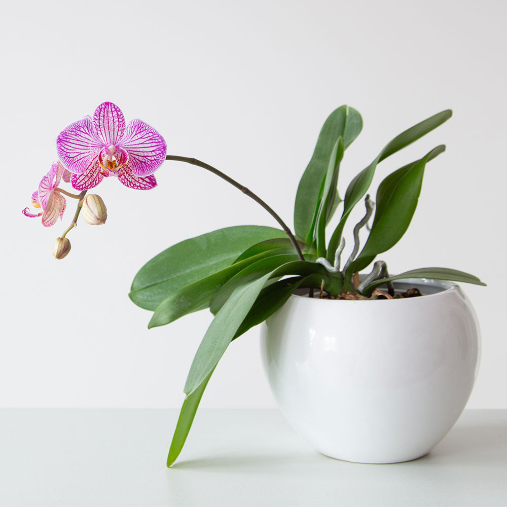 Purple Tiger Orchid