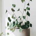 String of Hearts
