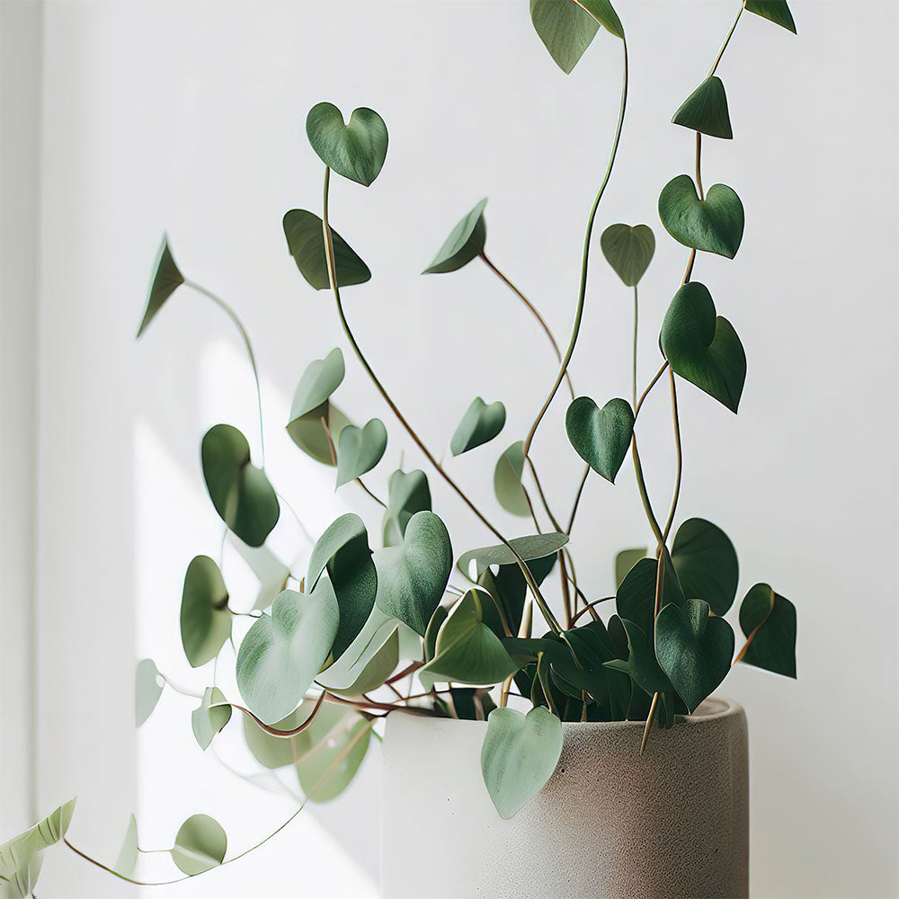 String of Hearts