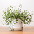 Tradescantia
