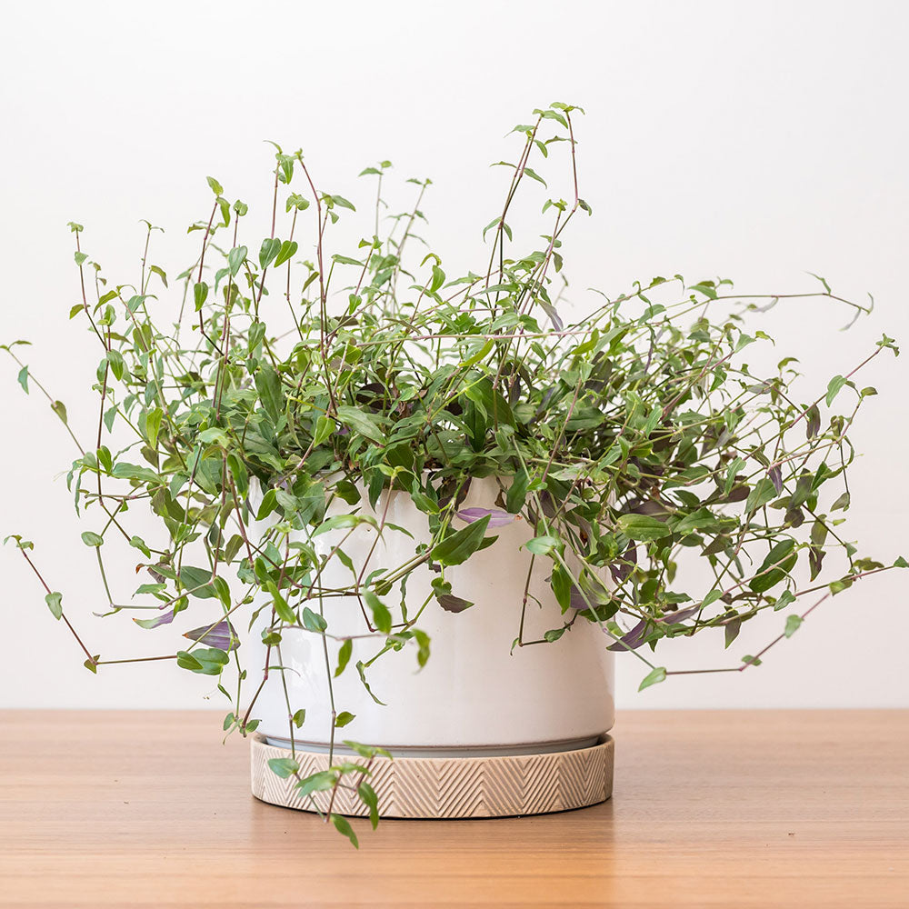 Tradescantia