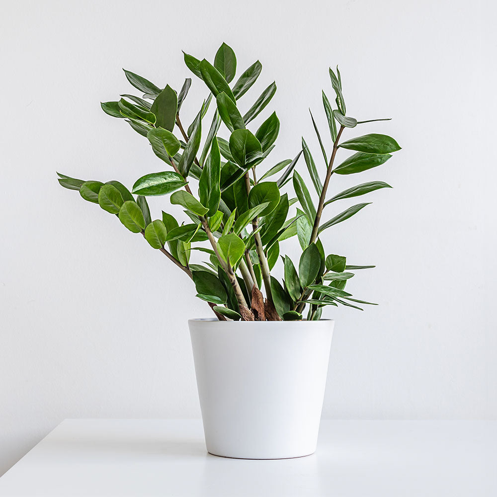 ZZ Plant