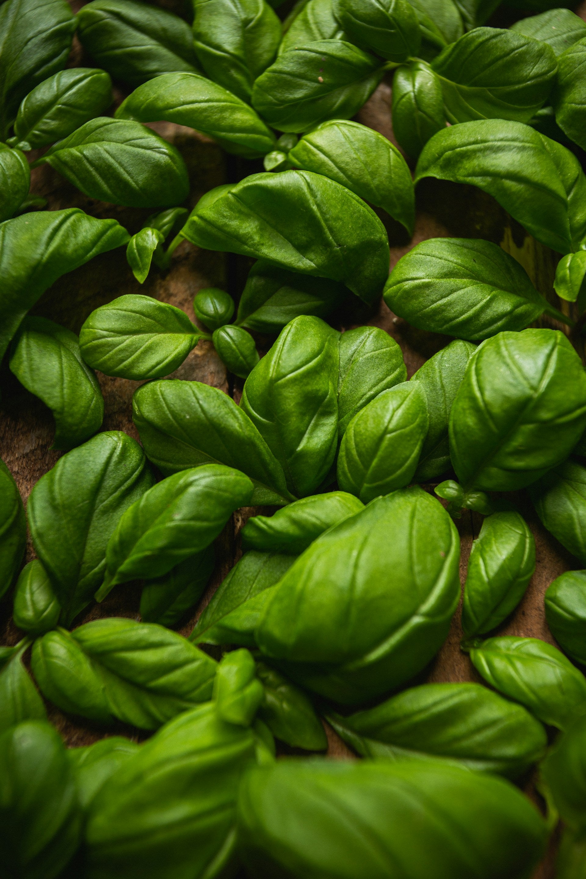 Basil